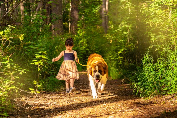 Little girl walking in the woods with a saint bernard dog.