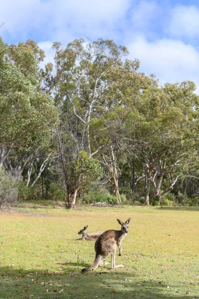 Canguros Pie Prado Queensland Australia —  Fotos de Stock