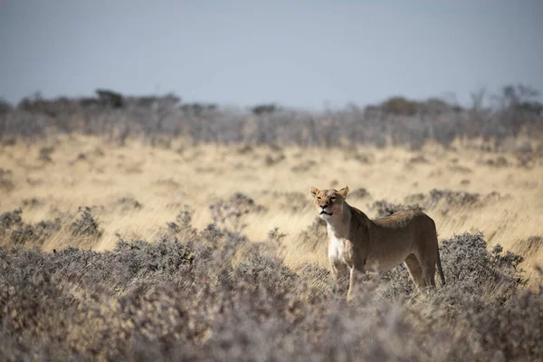 Female Lion Long Grass Etosha National Park Namibia —  Fotos de Stock