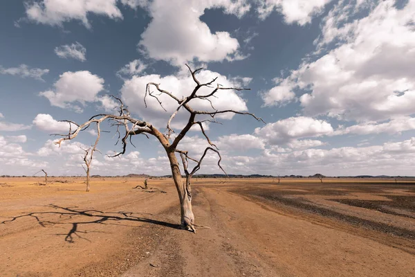 Copac Mort Cer Înnorat Hardap Namibia Africa — Fotografie, imagine de stoc