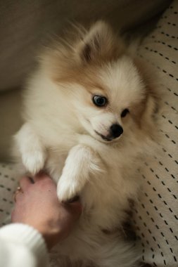Close Up of Woman's Hand Petting Dog Indoors