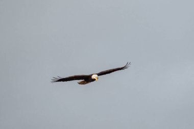 Wide angle view of a bald eagle soaring through the sky