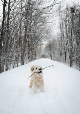 Cute dog playing with a stick on snowy wooded trail in winter..