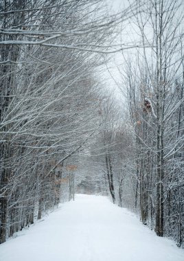 Empty snowy wooded trail on a winter day in Ontario, Canada
