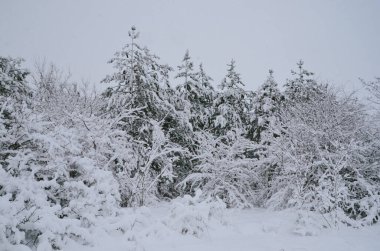 Beautiful winter nature in Rajince