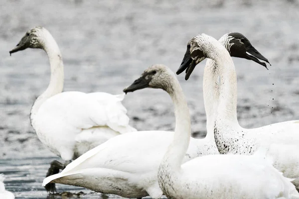 Cropped View Group Swans Muddy Field — Stockfoto