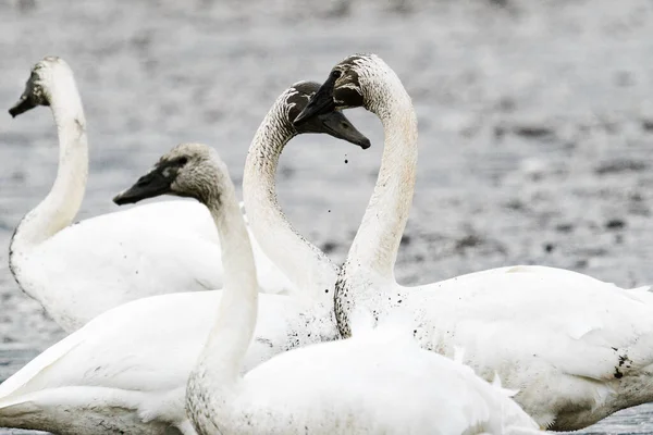 Cropped View Pair Swans Making Heart Shape — Foto Stock