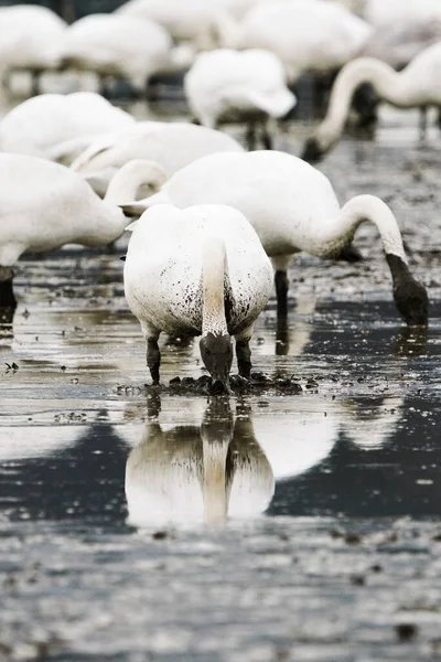 Full Length View Swan Digging Muddy Field — Photo