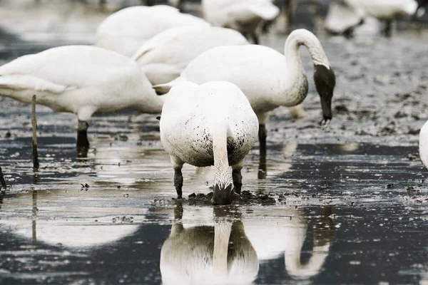 Closeup View Flock Swans Digging Mud — Foto Stock