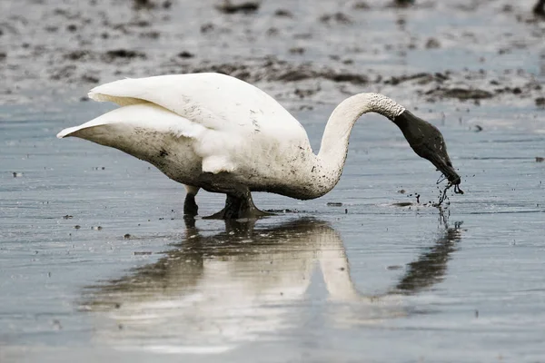 Side View Trumpeter Swan Shaking Mud Its Head — Stock Photo, Image