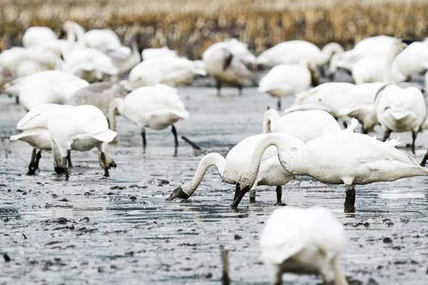 Wide Angle View Large Group Swans Feeding Field — Fotografia de Stock