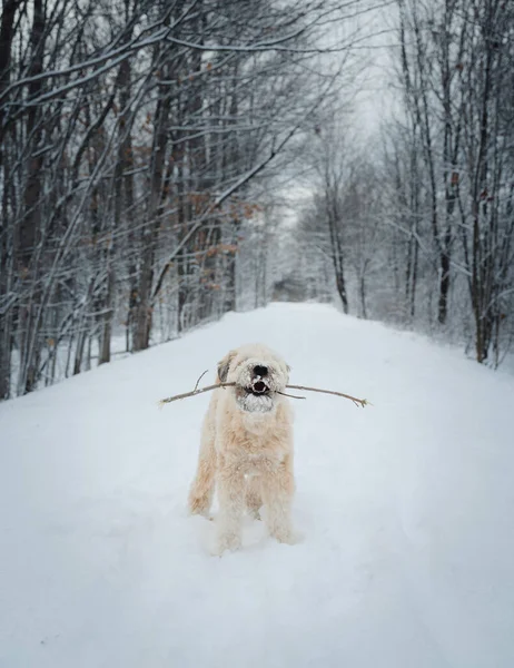 Cute Dog Playing Stick Snowy Wooded Trail Winter — Stock Photo, Image