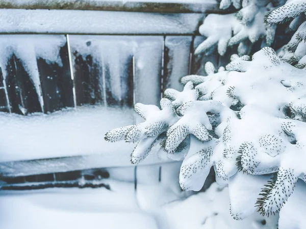 Snow Covering Branches Evergreen Tree Winter Storm — Stock Photo, Image