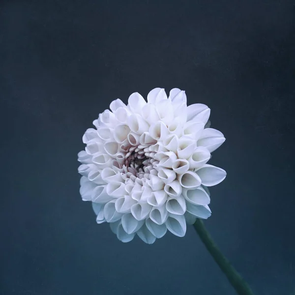 Beautiful White Dahlia Flower Garden Springtime — Stock fotografie