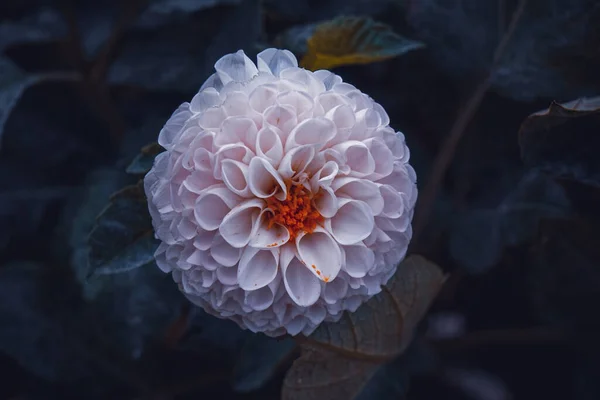 Красивый Белый Цветок Георгины Саду Весной — стоковое фото