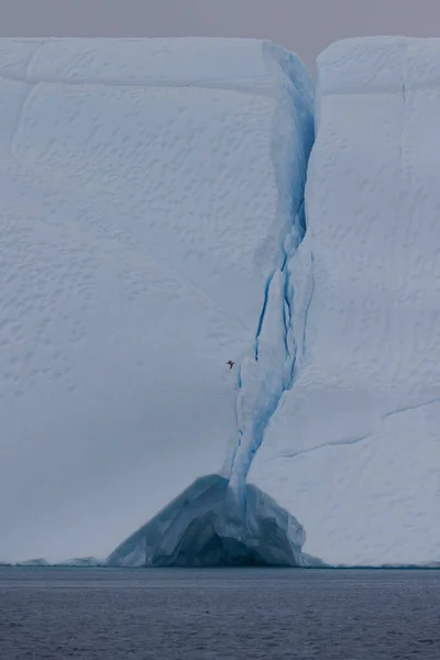 在大冰山的裂缝中飞翔的小鸟 — 图库照片