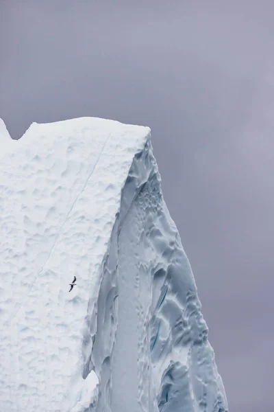 bird flying cross big iceberg