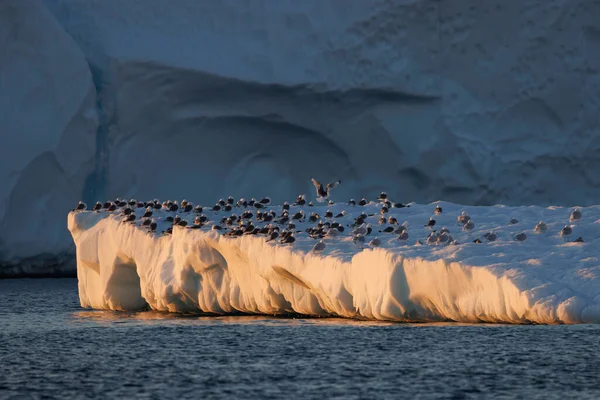 在冰山上休息的鸟漂浮在海面上 — 图库照片