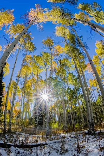 Fisheye Aspen Trees Colorado Fall Colors — Stock Photo, Image