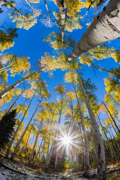 Fisheye Aspen Δέντρα Colorado Fall Χρώματα — Φωτογραφία Αρχείου