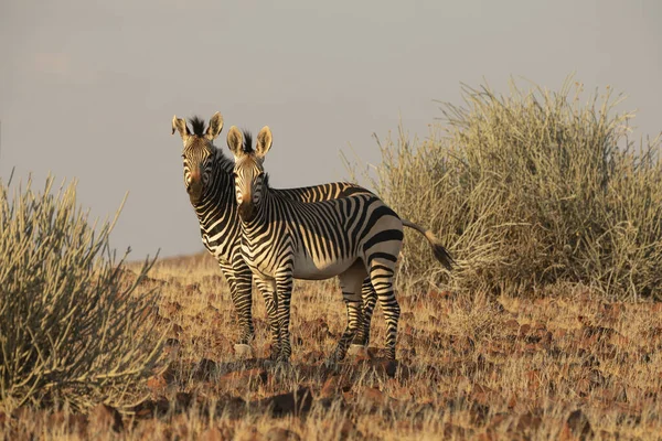 Couple Zebras Sunset Juriesdraai Kunene Namibia — Stock Photo, Image