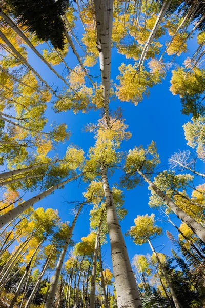 Fisheye Aspen Trees Colorado Fall Colors — стоковое фото