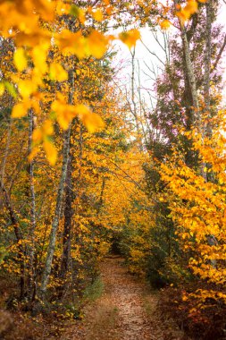 Fall Foliage along trails in Arcadia State Management Area of Rhode Island