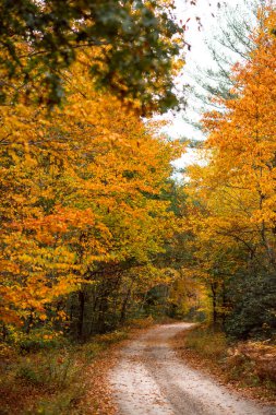 Fall Foliage along trails in Arcadia State Management Area of Rhode Island
