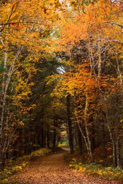Fall Foliage along trails in Arcadia State Management Area of Rhode Island