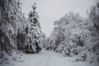 Snow covered road through the wintery woods