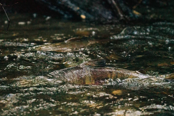 Cropped View Two Chum Salmon Piper Creek — Stock Photo, Image