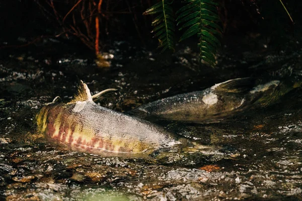 Closeup View Two Salmon Together Redd — Stock Photo, Image