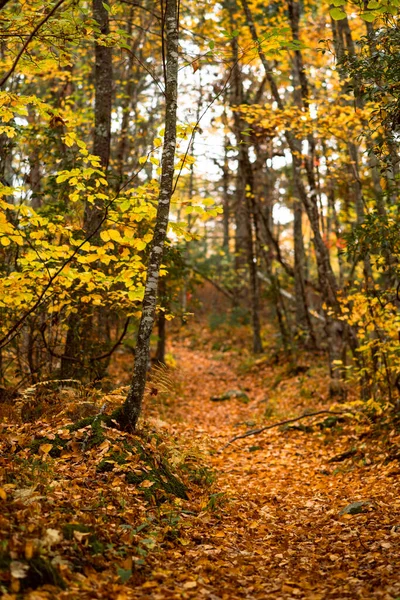 Fall Foliage Trails Arcadia State Management Area Rhode Island — Stock Photo, Image