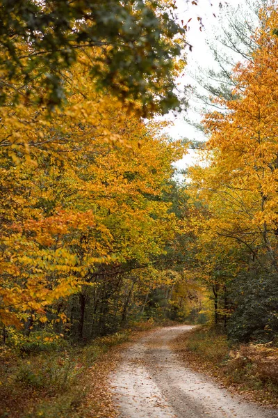 Fall Foliage Trails Arcadia State Management Area Rhode Island — Stock Photo, Image