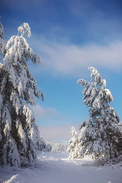 Road Snow Covered Trees Blue Sky — Stock Photo, Image