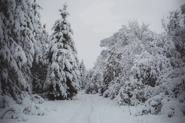 Snow Covered Road Wintery Woods — Stock Photo, Image