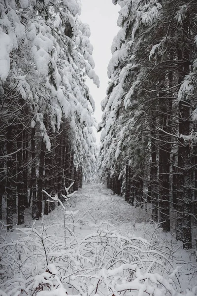 Wintery Row Snow Covered Pine Trees — Stock Photo, Image