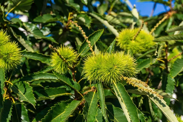 Branches Sweet Edible Chestnut Green Cupules Sunny Day — Stock Photo, Image