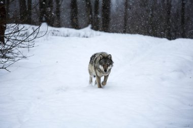 Gray Wolf approaching in the snow
