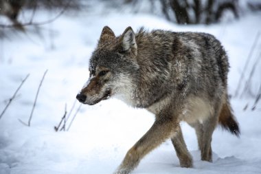  Gray wolf in the Zempln