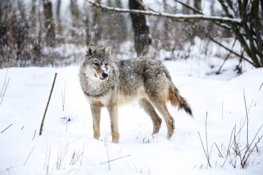 Snowy hunter (Gray Wolf in the Zempln) 