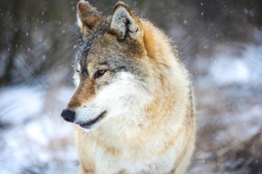 Portrait of a hunter (Gray Wolf)
