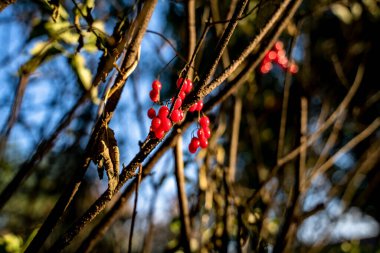 Red Berries in Tree in Fall Sunlight