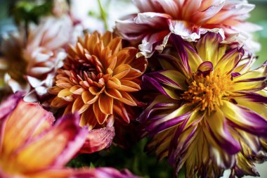Bright Cheerful Dahlia Flowers in Bouquet