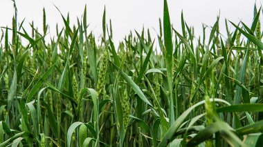 buğday alan bulutlu gökyüzü karşı