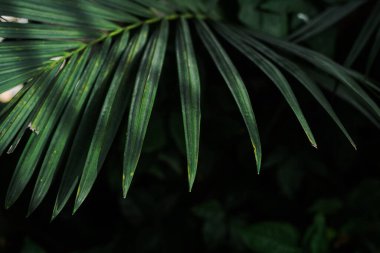Close up green palm leaves with sunlight