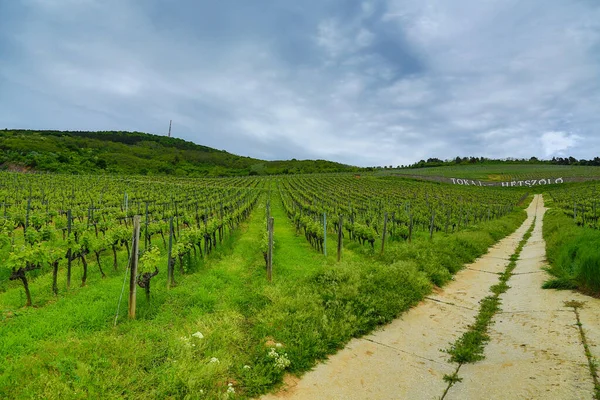 Green Vineyard Tokaj Hill — Stock Photo, Image