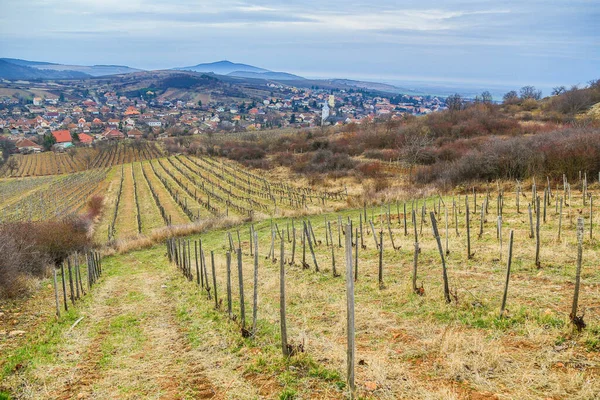 Rgya Vineyard Tokaj Region — Fotografia de Stock