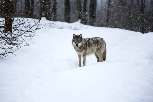 Searching Prey Wolf Snow — Stock Photo, Image