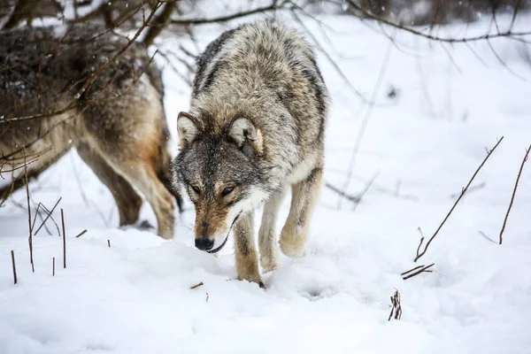 Hunters Snow Wolves Zempln Hills — Stock Photo, Image